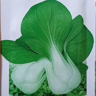 瓢儿白四季蔬菜种子孑籽别名白梗瓶上海青小白菜油汤勺匙青江