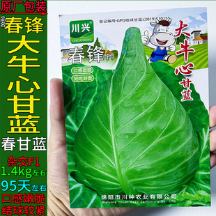 春锋大牛心宝塔甘蓝莲花白杂交蔬菜种子籽仔苗卷心洋白高丽包菜椰