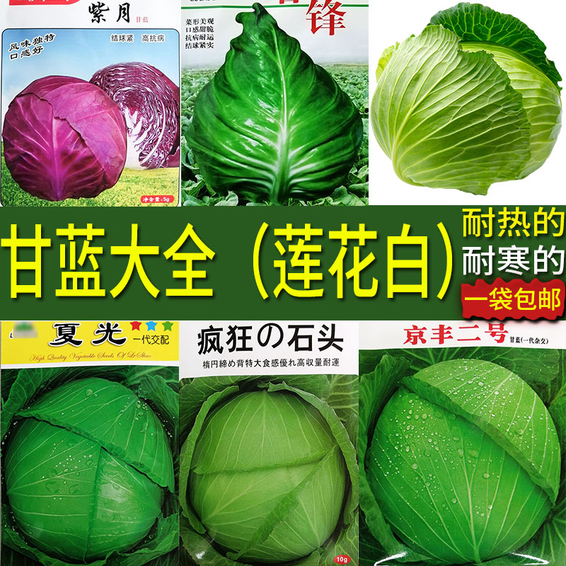 四季蔬菜种子 甘蓝大全莲花白种子包菜花菜大头白菜 四川春夏秋冬 鲜花速递/花卉仿真/绿植园艺 家庭园艺种子 原图主图