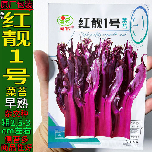 红靓1号10g红菜苔种子孑籽高产粗