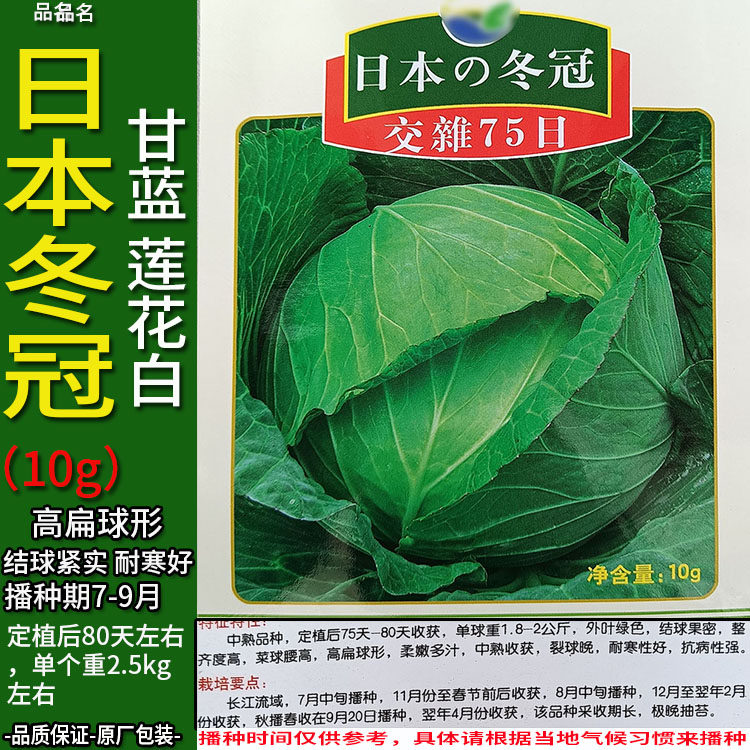 日本冬冠10g甘蓝莲花白扁圆蔬菜种子孑籽高扁球形卷心包菜椰洋脆