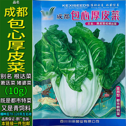 包心牛皮莙荙菜种子厚皮根达菜