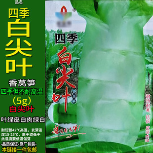 四季白尖叶5g四季香莴笋种子孑籽大尖叶蔬菜浅绿青皮肉笋茎用莴苣
