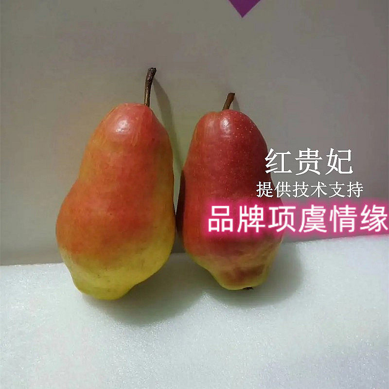 红贵妃梨树果苗红啤梨苗嫁接早熟地栽大脆甜新品种梨苗当年结果