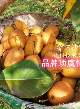 梨树果苗金珠果梨树苗沙梨王梨苗沙梨果脆甜盆栽庭院地栽抗寒果树