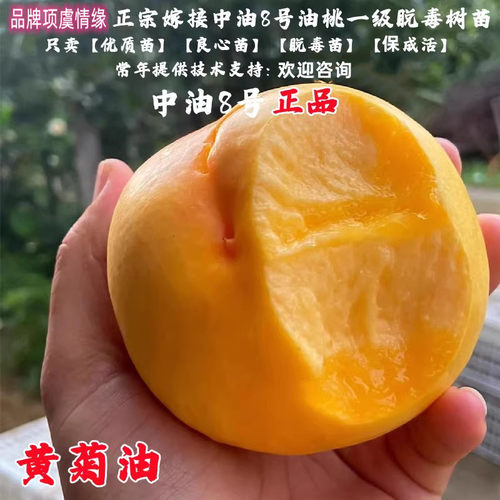 8月成熟黄菊油特大黄肉黄金油桃树苗脆甜中油8号油桃苗南北方种植