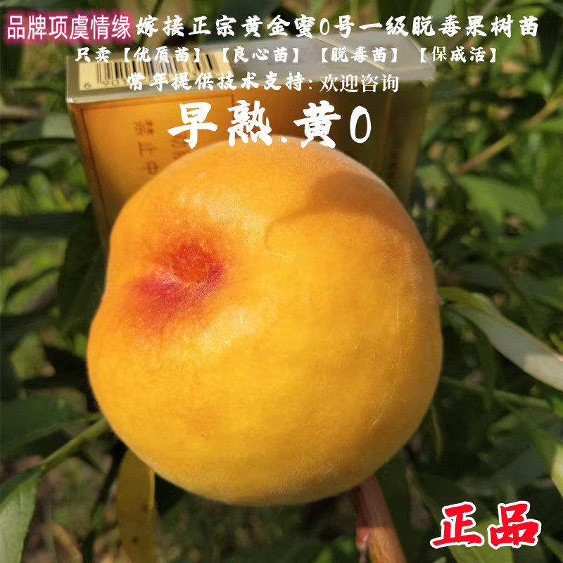 嫁接大果脆甜5月黄桃树苗早熟17版黄金蜜0号桃树苗黄桃苗当年结果