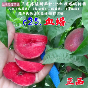 种6月血桃早熟蜜桃红肉血蟠桃树苗c25血蟠苗南北方种当年结果 新品