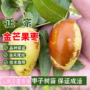 嫁接枣树活苗盆栽南北方大王枣金芒果枣树苗特大庭院地栽当年结果