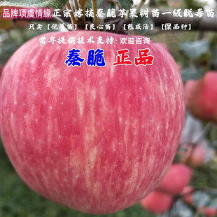 脆甜条纹红富士苹果苗晚熟冰糖心秦脆苹果树苗盆栽地栽南北方种植