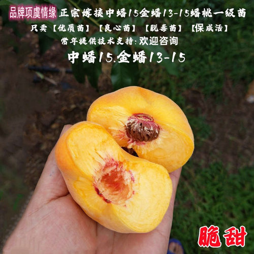 离核脆甜大果金蟠13-15黄金蟠桃苗嫁接中蟠15号蟠桃树苗当年结果