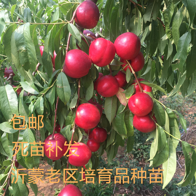 油桃树苗中油18号油桃树苗盆栽地栽南北方种植量大优惠