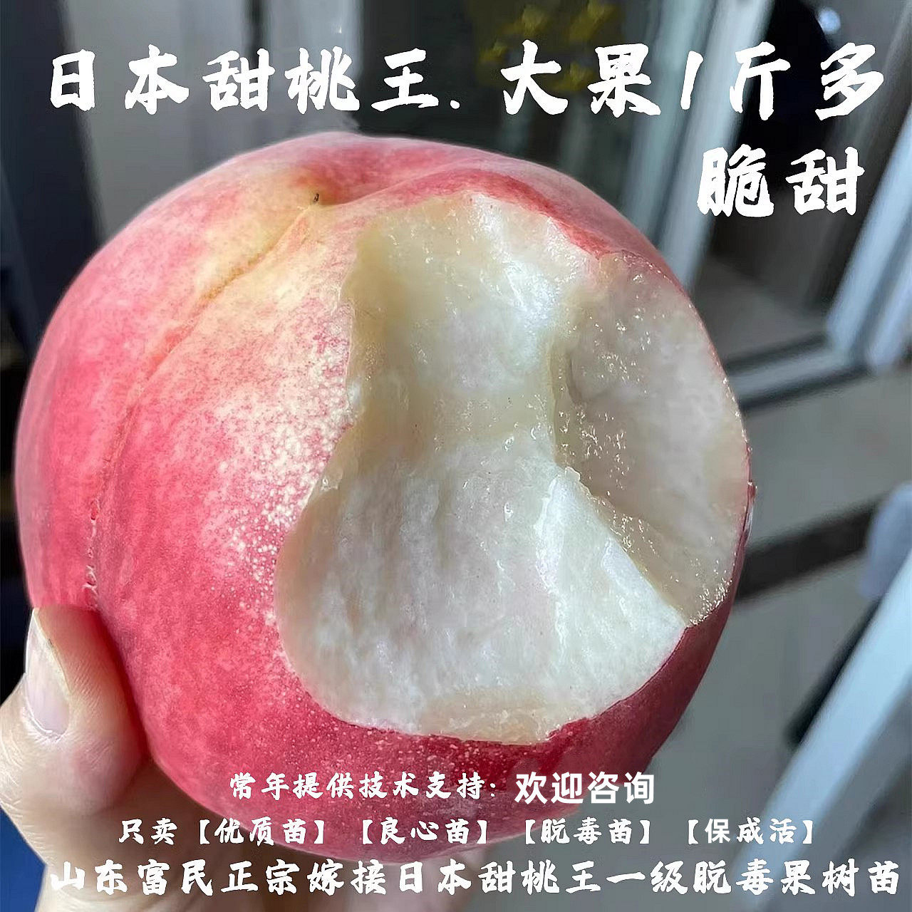 嫁接桃树果苗日本盛夏甜桃王桃树苗特大脆甜红不软桃子苗当年结果
