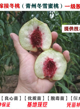 特晚熟冬桃果苗青州大蜜桃苗嫁接冬雪蜜桃苗树苗脆甜南方北方种植