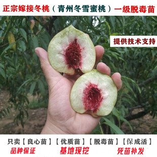 特晚熟冬桃果苗青州大蜜桃苗嫁接冬雪蜜桃苗树苗脆甜南方北方种植
