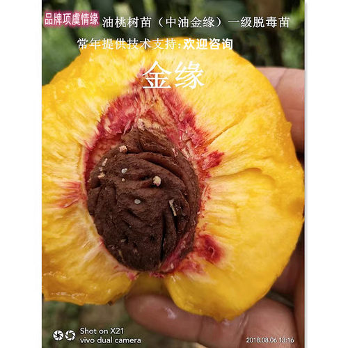 新品种离核7月油桃树苗嫁接中油金缘黄肉油桃苗脆甜南方北方种植