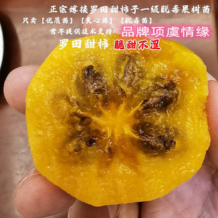 罗田甜柿子苗嫁接无核脆甜柿子树苗南北方种植盆栽花园地栽年结果