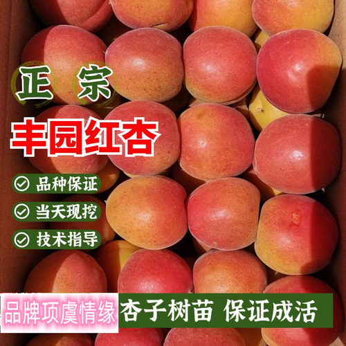 丰园红杏树苗南北方庭院地栽果树盆栽嫁接杏子树果苗活苗当年结果