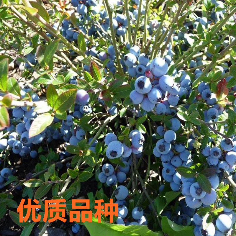 果树苗 带果发货蓝莓苗 兔眼蓝莓树苗四季盆栽 南方北方种植室外