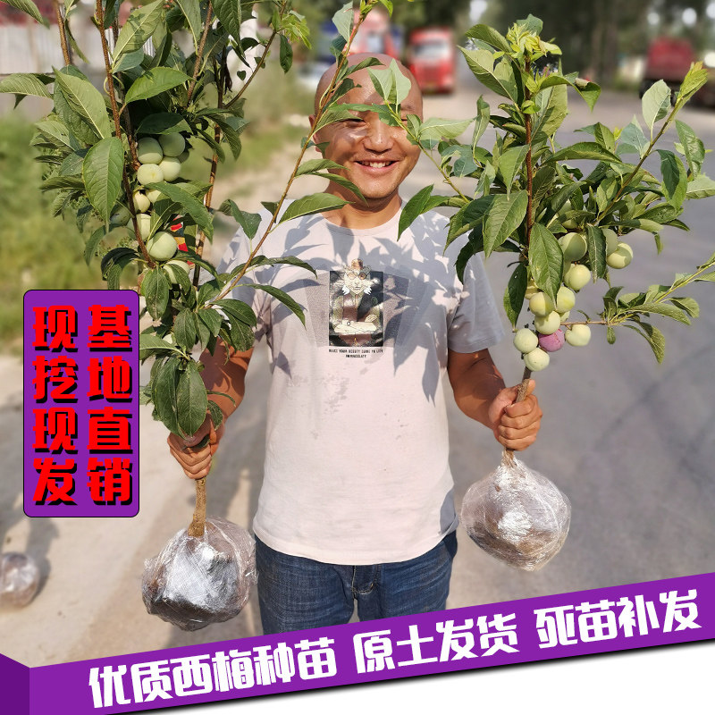 法兰西西梅皇后女神嫁接果树苗美人李子盆栽当年结果南方北方种植