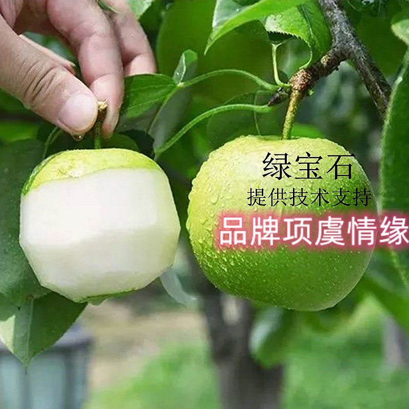红梨树果苗嫁接绿宝石梨树苗巴梨西洋梨玉露香梨苗皇冠梨红软梨