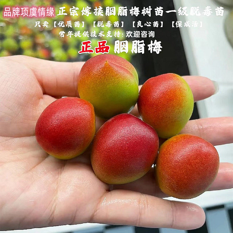 嫁接胭脂梅树苗嫁接甜口青红梅果苗酸口梅子苗南北方种植当年结果