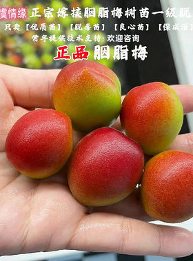 嫁接胭脂梅树苗嫁接甜口青红梅果苗酸口梅子苗南北方种植当年结果