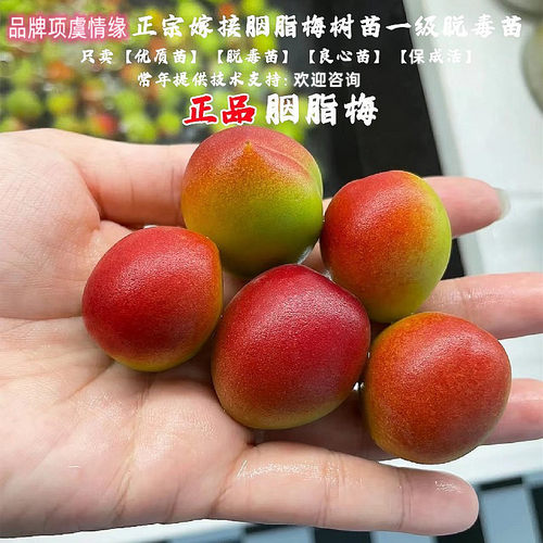 嫁接胭脂梅树苗嫁接甜口青红梅果苗酸口梅子苗南北方种植当年结果