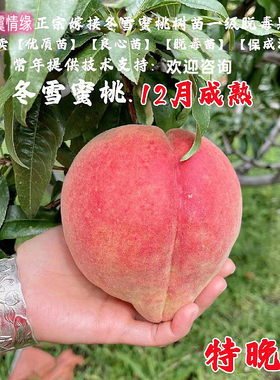 特晚熟冬桃树苗12月成熟冬雪蜜桃苗王桃果苗南方北方种植当年结果
