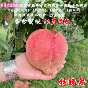 特晚熟冬桃树苗12月成熟冬雪蜜桃苗王桃果苗南方北方种植当年结果