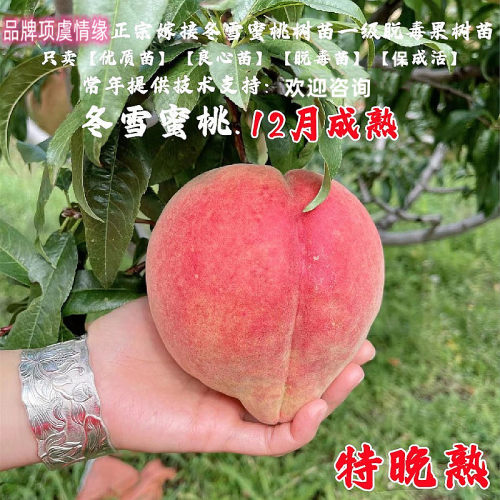 特晚熟冬桃树苗12月成熟冬雪蜜桃苗王桃果苗南方北方种植当年结果