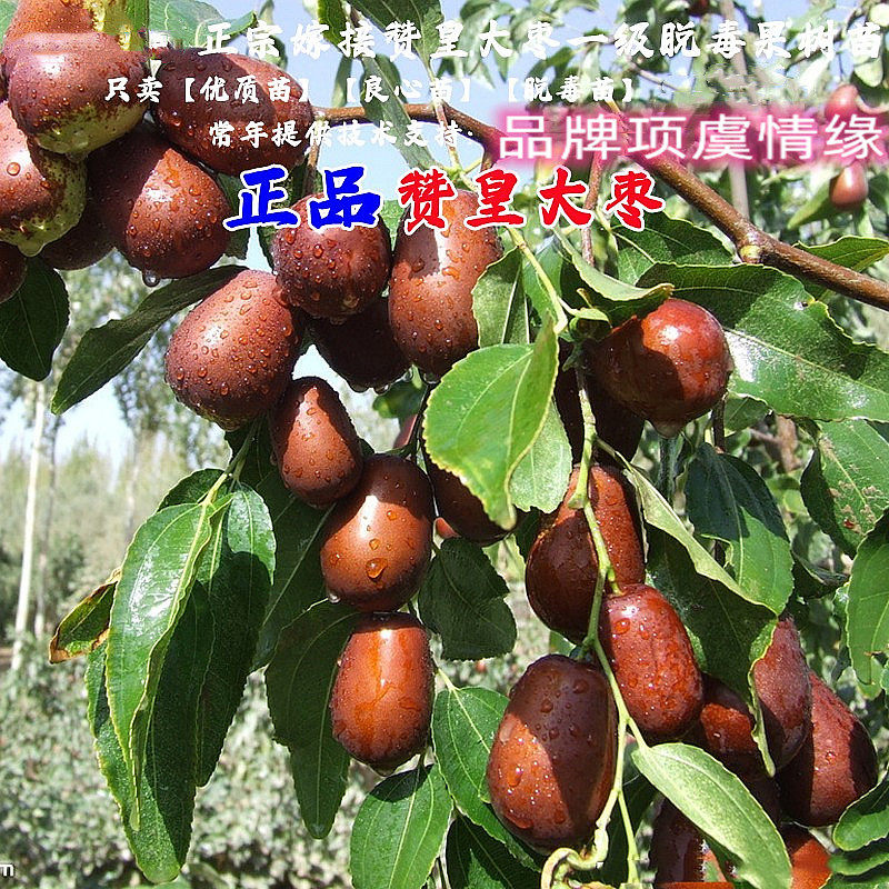 嫁接枣树活苗南方北方庭院地栽赞皇大枣树苗盆栽枣子当年结果树苗