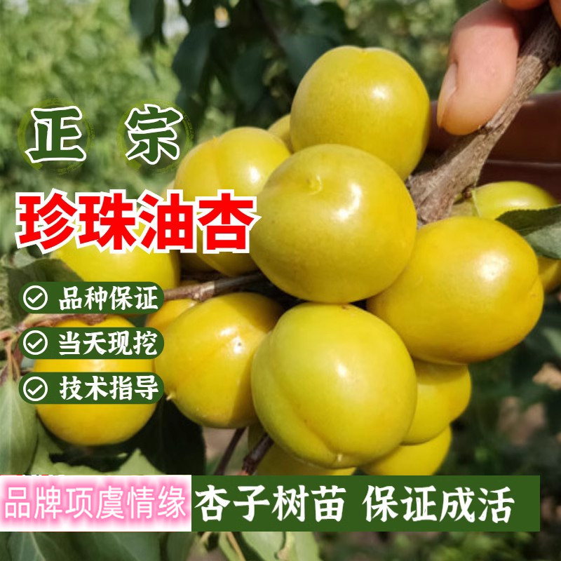 珍珠油杏苗嫁接甜杏子苗金太阳杏树果苗盆栽南方北方种植庭院果树