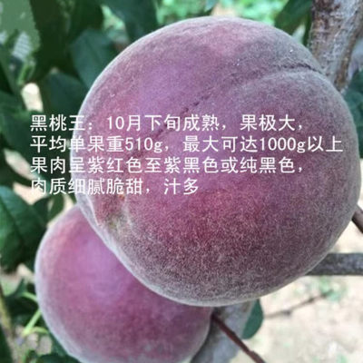 桃树果苗特大新品种晚熟中华黑桃王桃树苗黑桃皇后树苗冬桃苗树苖