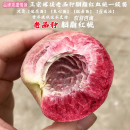 老品种红肉血桃果苗广水胭脂红血桃树苗桃子苗南北方种植当年结果