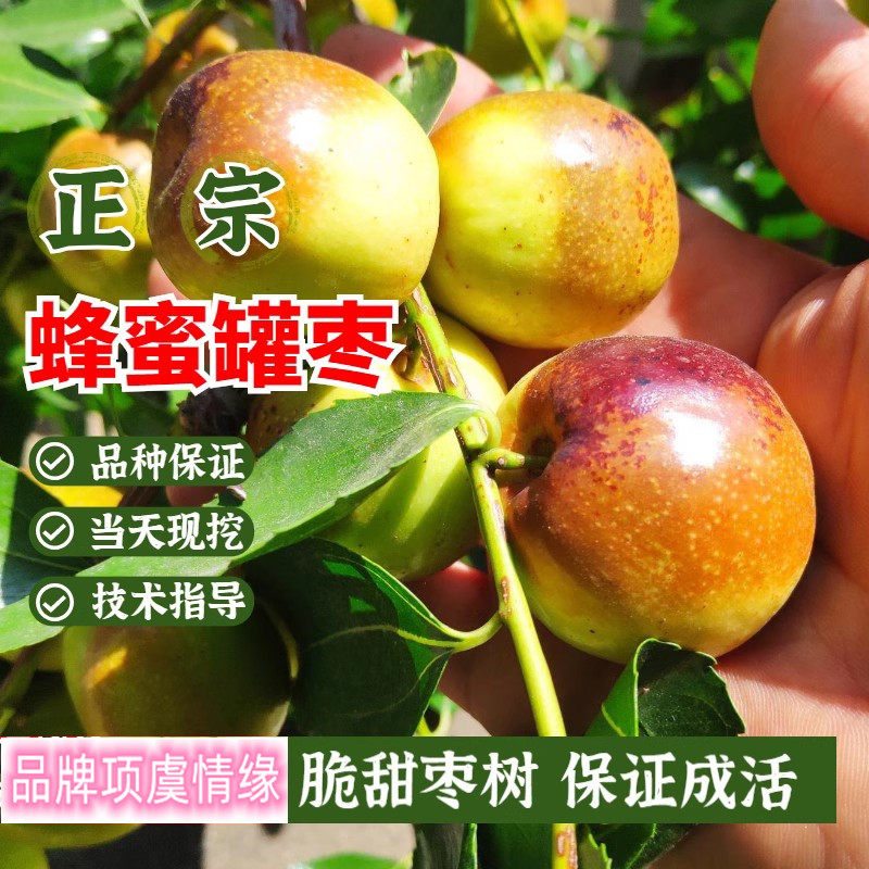 嫁接蜂蜜罐枣树苗枣子树活苗盆栽地栽果树苗南方北方种植当年结果