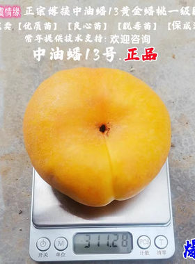 新品种扁桃早熟中油蟠13号蟠桃树苗十三6月黄金油蟠桃苗果树接穗