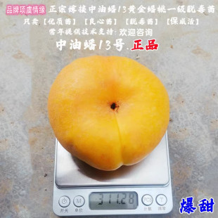种扁桃早熟中油蟠13号蟠桃树苗十三6月黄金油蟠桃苗果树接穗 新品