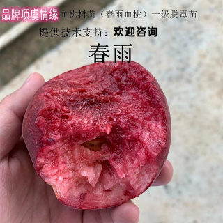 酸甜口红肉血桃桃苗嫁接春雨一号离核血桃树苗南北方种植当年结果