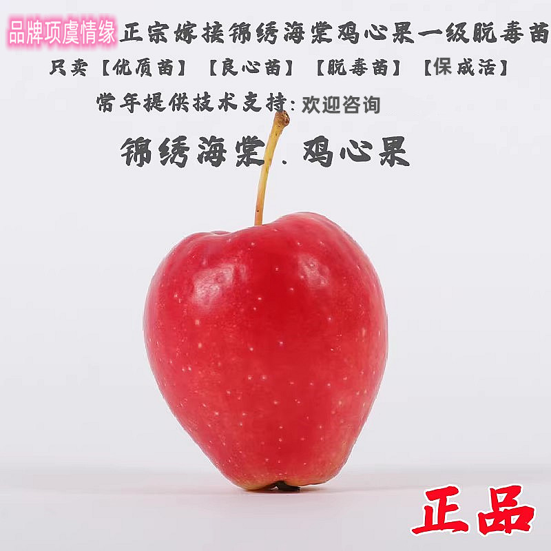 抗寒沙果迷你东北小苹果苗嫁接鸡心果锦绣海棠苹果树苗南北方种植