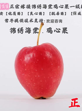 抗寒沙果迷你东北小苹果苗嫁接鸡心果锦绣海棠苹果树苗南北方种植