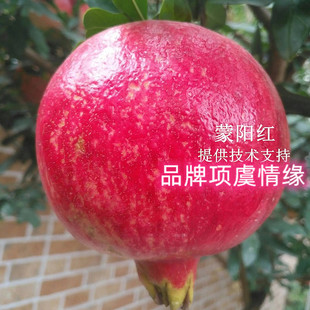 山东抗寒石榴树树苗大蒙阳红软籽石榴苗盆栽地栽南北方种植果苗