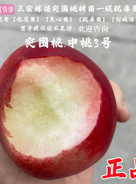 5月桃树果苗嫁接早熟突围桃树苗中桃3号春美桃苗脆甜地栽当年结果
