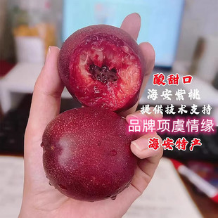 如皋海安紫桃苗红肉酸甜血桃树如东红肉油桃树苗特大桃子苗果树苗