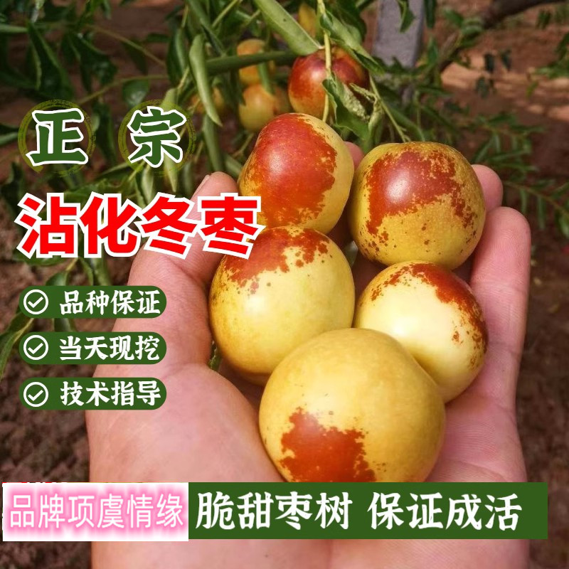 枣树活苗沾化冬枣苗嫁接特大超甜早脆王枣子树苗南方北方庭院种植