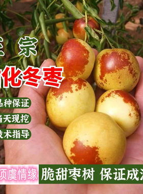 枣树活苗沾化冬枣苗嫁接特大超甜早脆王枣子树苗南方北方庭院种植