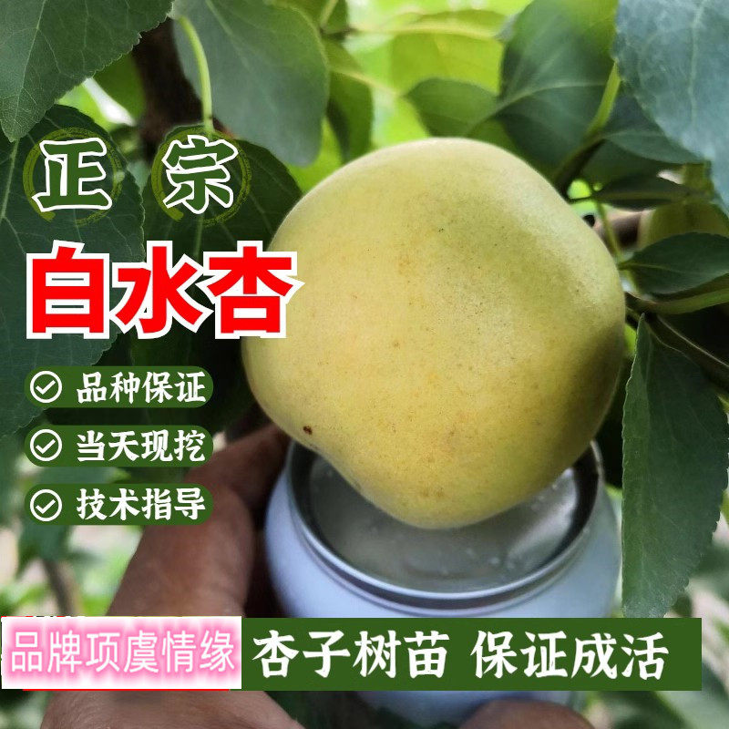 白水杏子树苗香白杏金太阳杏子苗嫁接甜杏苗特大果南北方种植地栽