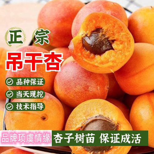 新疆吊干杏树苗树上干杏小杏子苗嫁接地栽南北方种植当年结果树苗