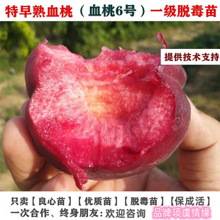早熟5月红桃树苗血桃6号桃子树苗猪血桃苗南北方种植果苗当年结果