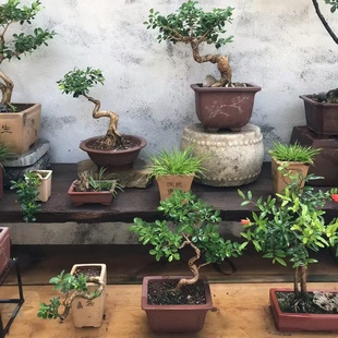 直播间下单 一物一拍 瓜子黄杨盆栽素材树苗